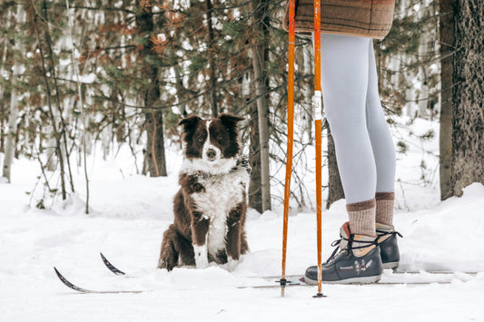 A woman and her dog cross-country ski on the Grand Mesa